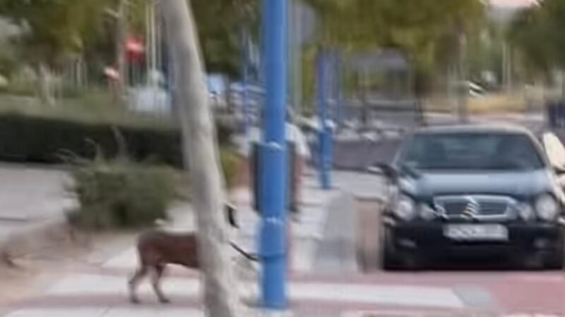 ‘Problemas de la ciudadanía’, los ripenses denuncian un intento de abandono de un perro en Rivas Vaciamadrid