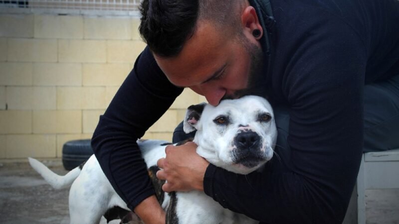 Jornada de Adopción Canina este domingo en el mercadillo de Rivas