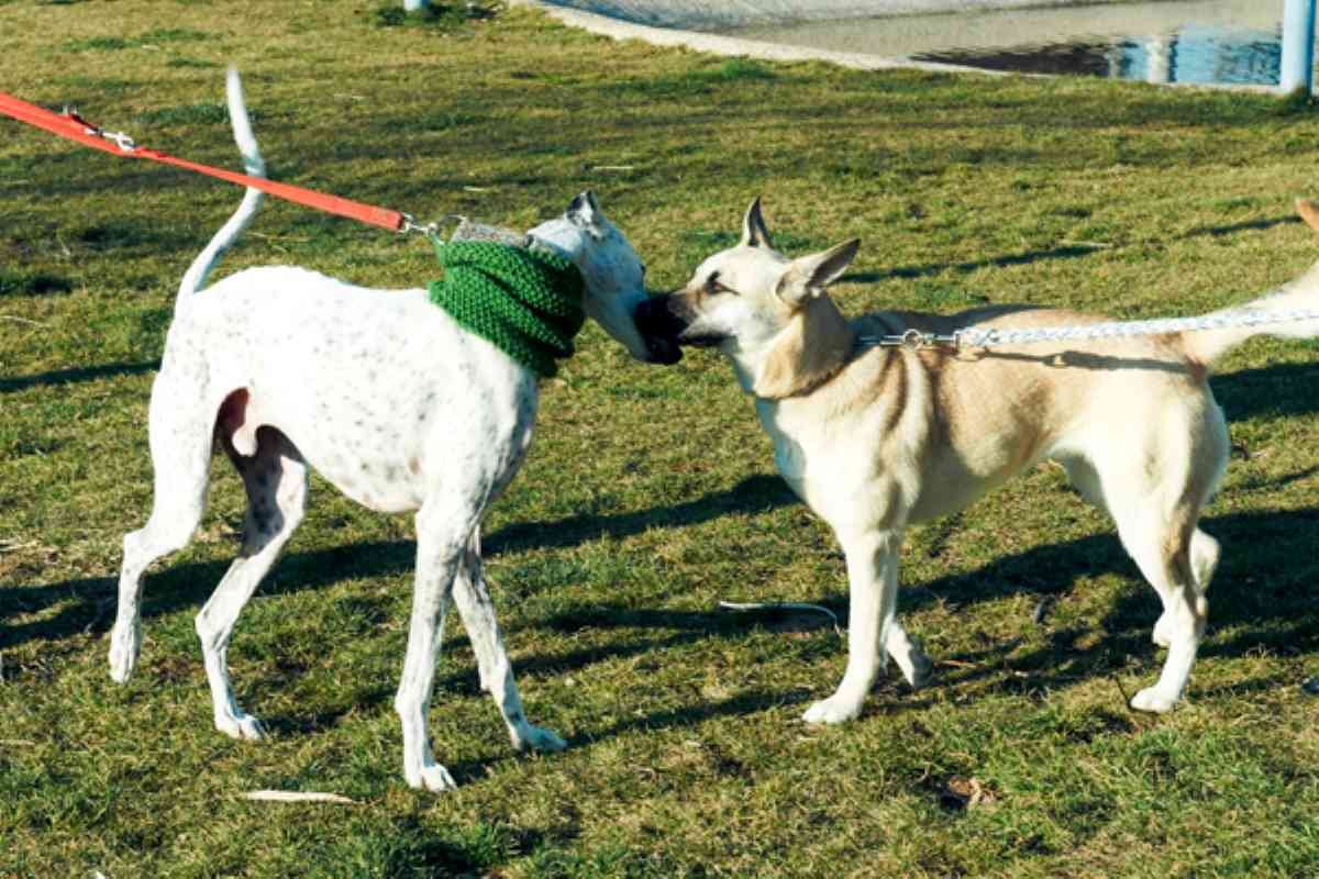 ‘Problemas de la ciudadanía’, ripenses denuncian la persistencia de excrementos caninos en calles y parques de Rivas