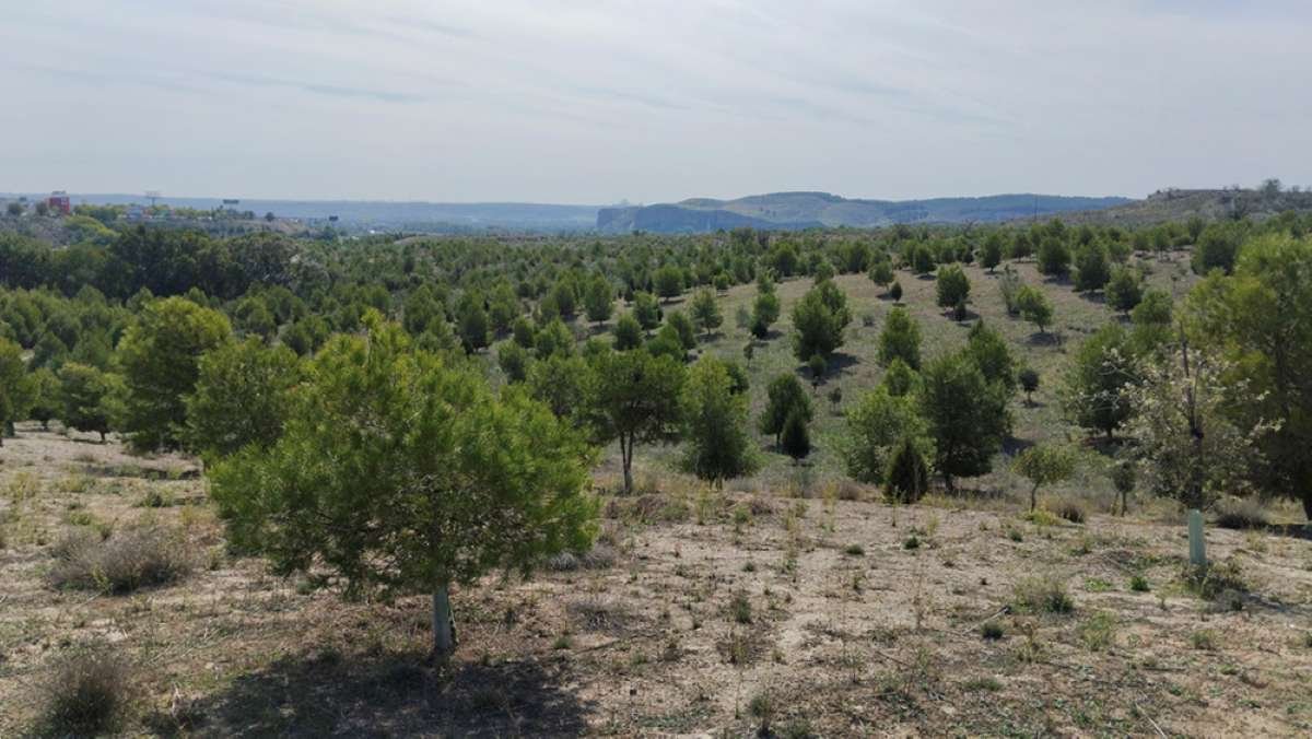 Completado el Bosque Scania: 81 hectáreas recuperadas y cerca de 45.000 árboles en Rivas