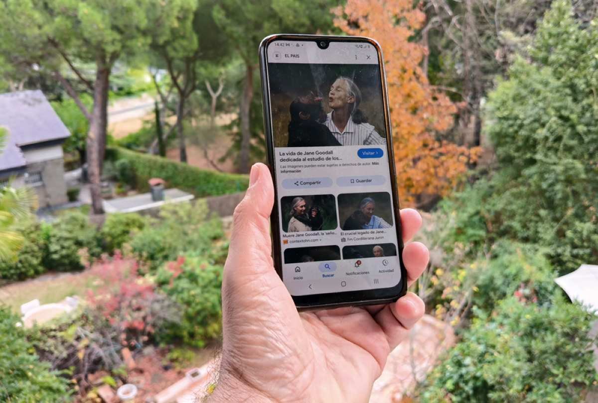 Rivas impulsa una campaña solidaria de reciclaje de móviles para proteger a los chimpancés africanos