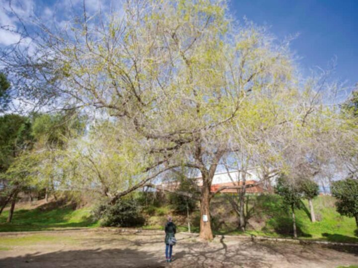 Luz verde al nuevo parque de José Isbert: una inversión de 2,4 millones para crear un gran espacio verde en Rivas