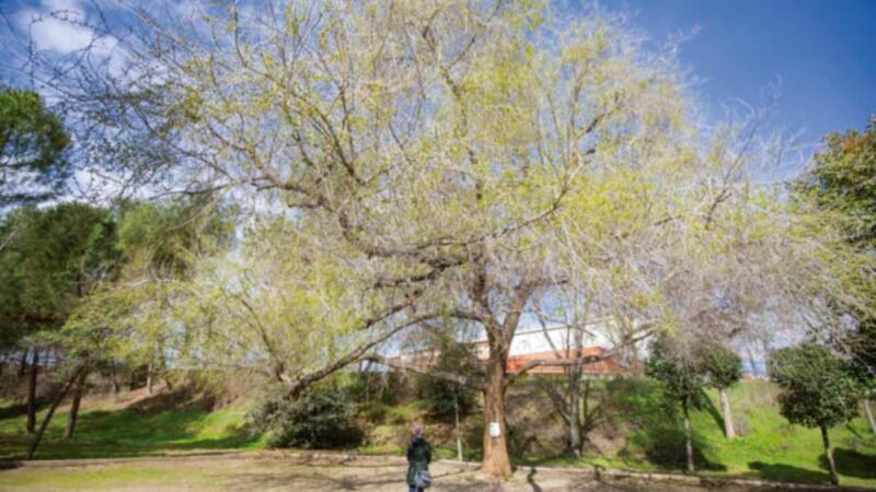 Luz verde al nuevo parque de José Isbert: una inversión de 2,4 millones para crear un gran espacio verde en Rivas