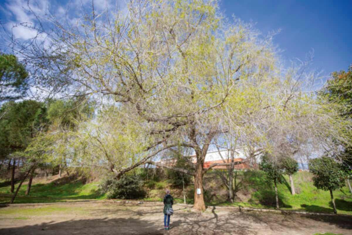 Luz verde al nuevo parque de José Isbert: una inversión de 2,4 millones para crear un gran espacio verde en Rivas