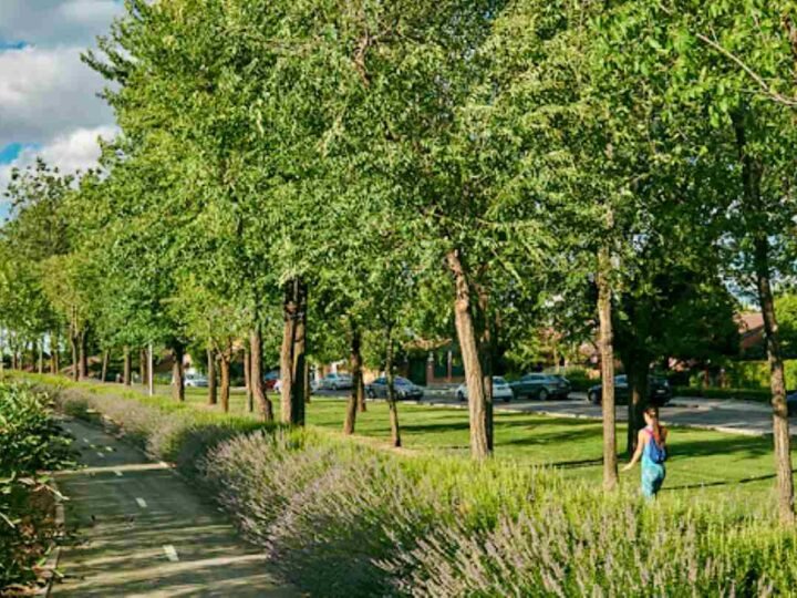 “Problemas de la Ciudadanía”, ripenses piden más árboles en las zonas peatonales de Rivas pese al amplio patrimonio verde del municipio