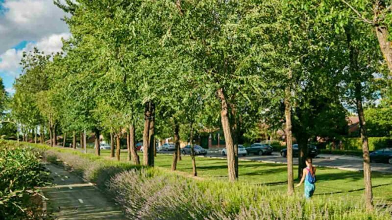 “Problemas de la Ciudadanía”, ripenses piden más árboles en las zonas peatonales de Rivas pese al amplio patrimonio verde del municipio