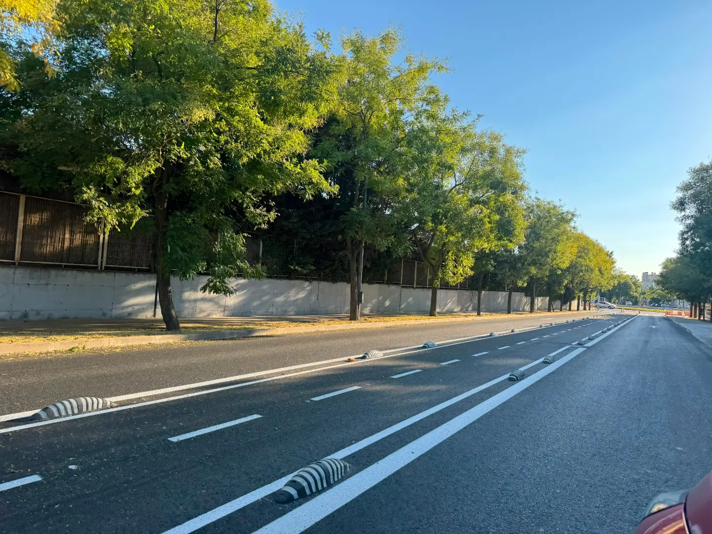 El PP de Rivas denuncia la retirada de árboles en el Paseo de las Provincias por las obras de un nuevo carril bici